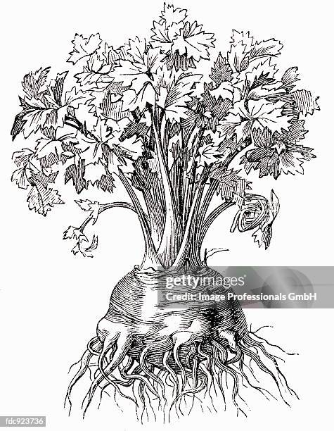 celeriac (illustration) - celery root stock illustrations