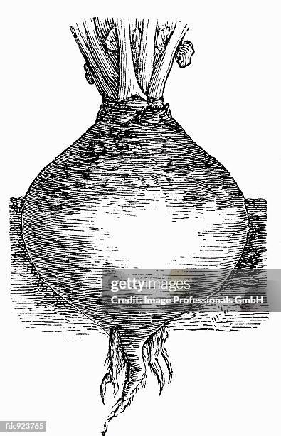 swede (illustration) - rutabaga stock illustrations