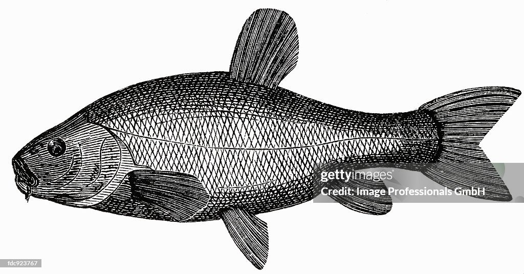 Tench (illustration)