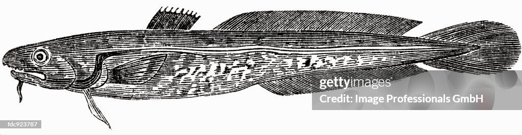 Burbot (illustration)