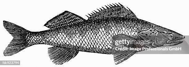 pike-perch (illustration) - ray finned fish stock illustrations