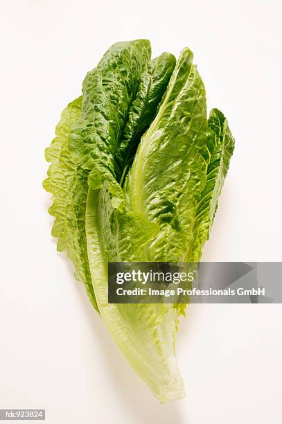 romaine lettuce - romaine stockfoto's en -beelden