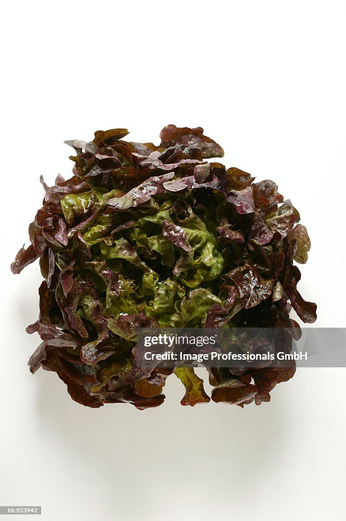 Red lettuce