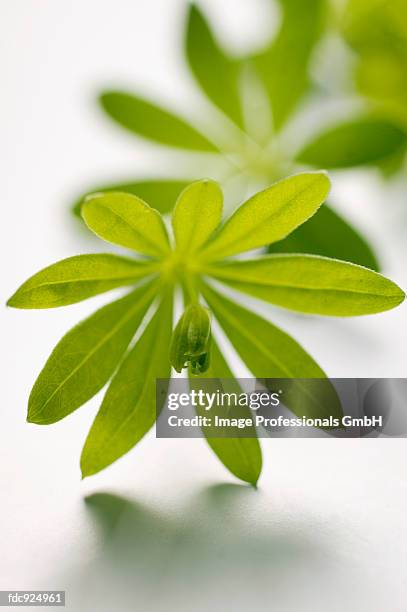 fresh woodruff - madder family stock pictures, royalty-free photos & images