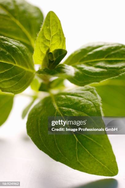 fresh marjoram - marjoram stock pictures, royalty-free photos & images