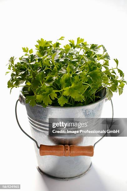 parsley in metal bucket - flat leaf parsley stock pictures, royalty-free photos & images