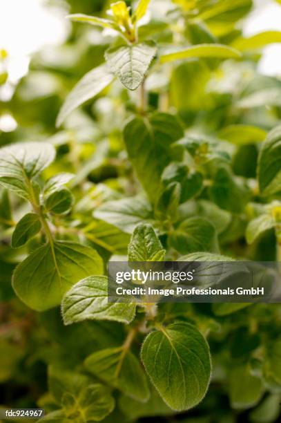 fresh marjoram (close-up) - marjoram stock pictures, royalty-free photos & images