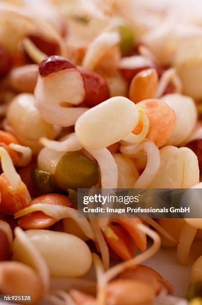 various fresh sprouts (detail) - mung bean stock pictures, royalty-free photos & images