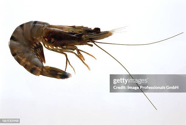 king prawn (tiger prawn) - king ストックフォトと画像