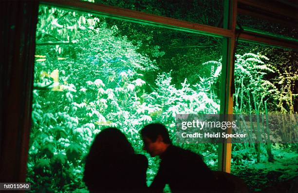 couple viewing vegetation - heidi stock pictures, royalty-free photos & images