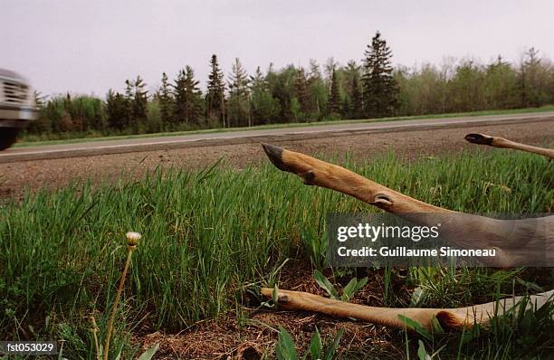 a dead deer lying by a road - roadkill stock-fotos und bilder