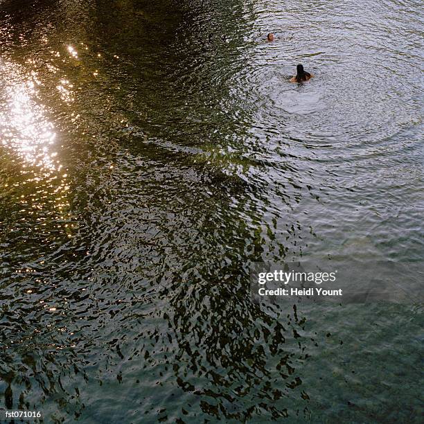 two people swimming in a lake - heidi stock pictures, royalty-free photos & images