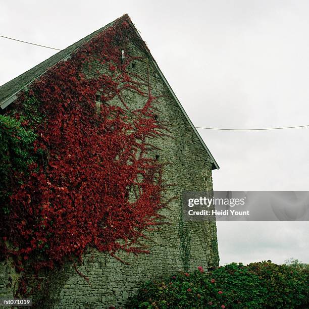 a farmhouse covered with vines - heidi stock-fotos und bilder