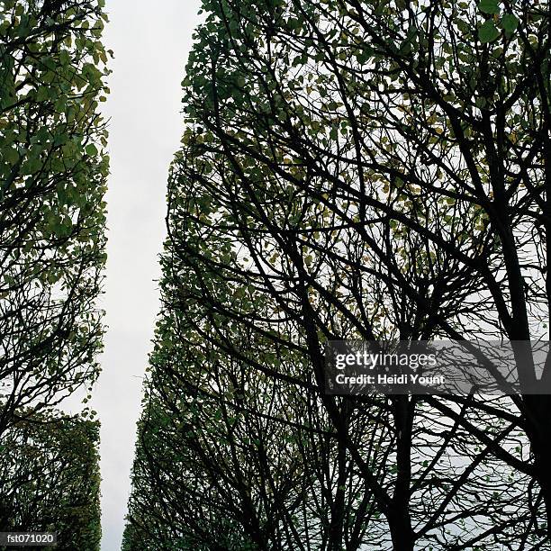 rows of trees - heidi stock pictures, royalty-free photos & images