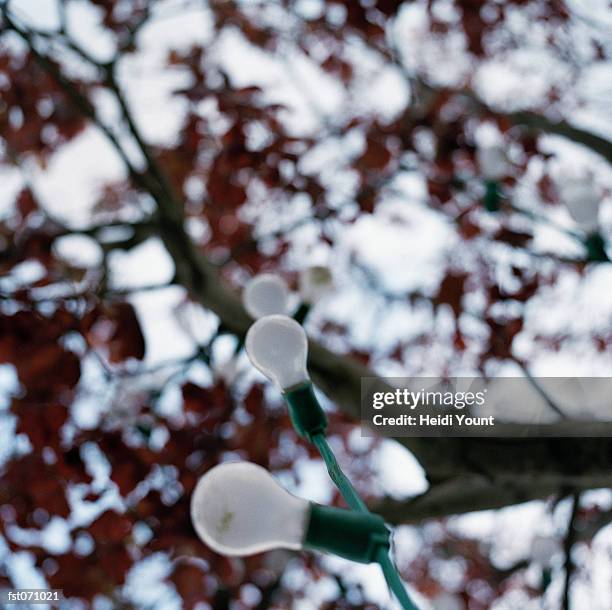 a string of light bulbs hanging from a tree - heidi stock-fotos und bilder