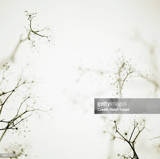 branches - heidi stock pictures, royalty-free photos & images