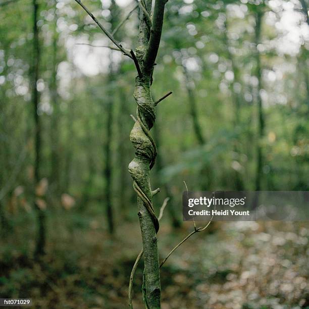 a twisted tree trunk - heidi stock-fotos und bilder