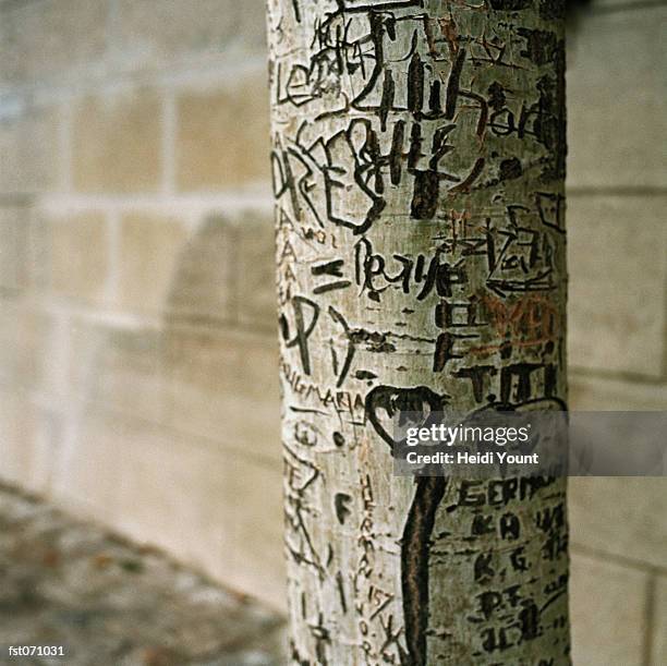 graffiti on a birch tree - heidi stock-fotos und bilder