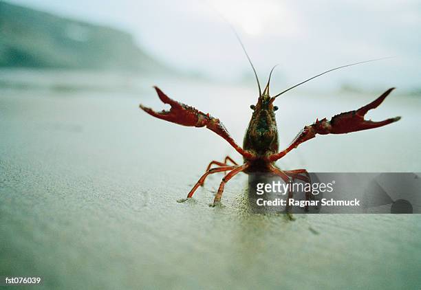a crayfish - crawfish stock-fotos und bilder