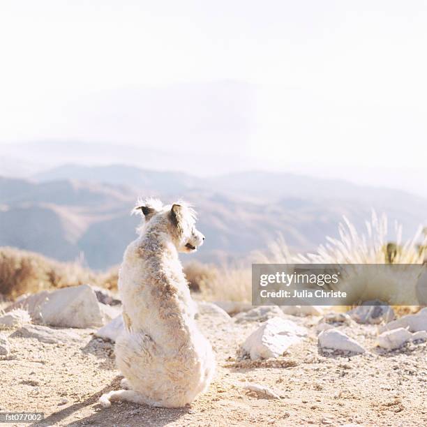 a dog looking out from a mountaintop - julia the 個照片及圖片檔