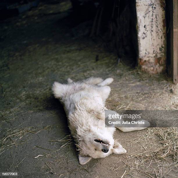 a dog lying on its back in a barn - straw dogs stock pictures, royalty-free photos & images
