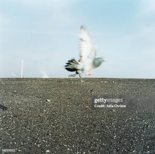 a pigeon flying - julia the 個照片及圖片檔