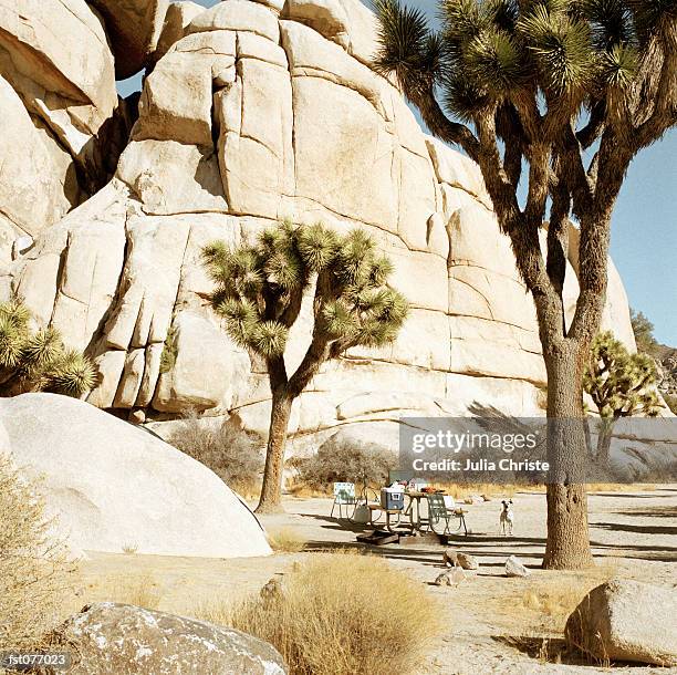 dog standing near picnic table, joshua tree national park, usa - julia an stock pictures, royalty-free photos & images