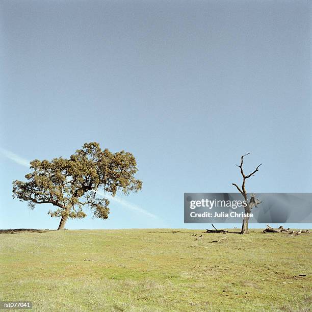 damaged tree and healthy tree - julia an stock pictures, royalty-free photos & images