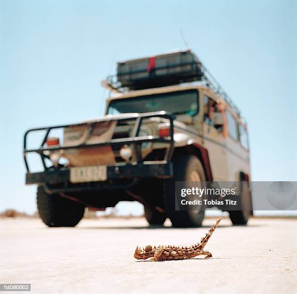 a thorny devil lizard, moloch horridus, crawling in front of an off-road vehicle in australia - diabo espinhoso imagens e fotografias de stock