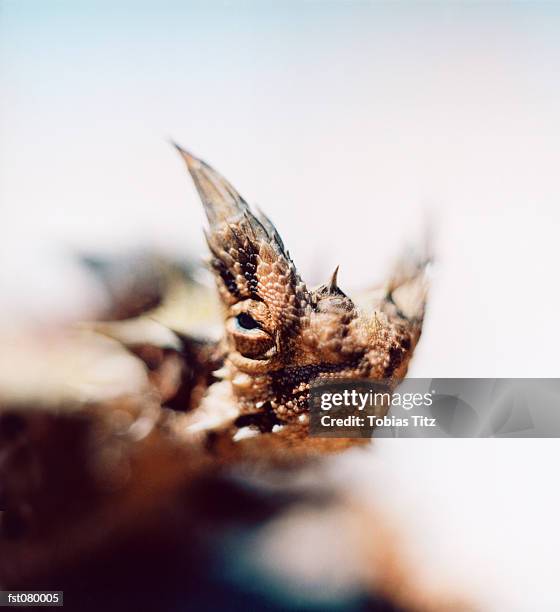 close-up of a thorny devil lizard, moloch horridus, in australia - diabo espinhoso imagens e fotografias de stock