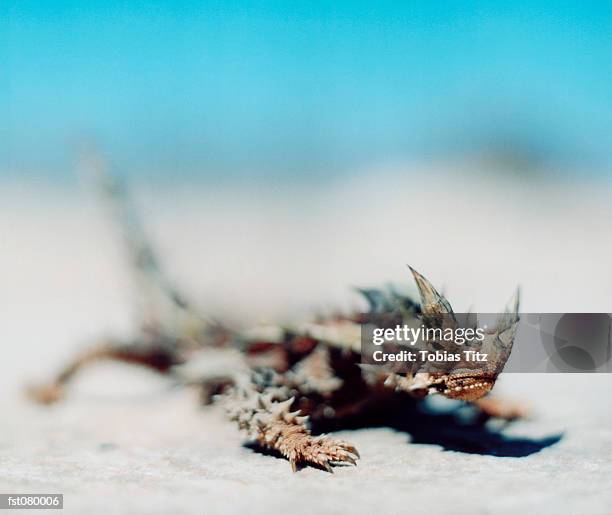 close-up of a thorny devil lizard, moloch horridus, in australia - dornteufel stock-fotos und bilder