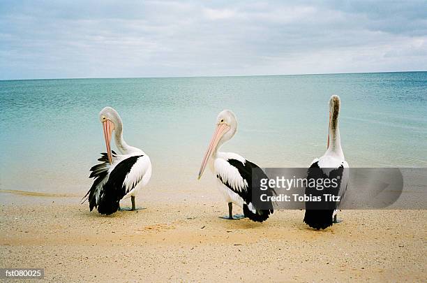 three australian pelicans (pelecanus conspicillatus) sitting on a beach, australia - ruffling stock pictures, royalty-free photos & images