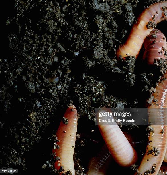 earthworms in mud - nightcrawler film stock-fotos und bilder