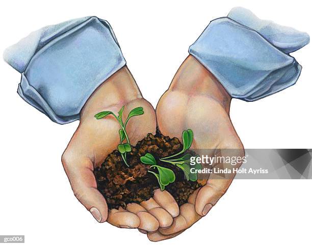 illustrazioni stock, clip art, cartoni animati e icone di tendenza di hands holding seedlings - polsino manica