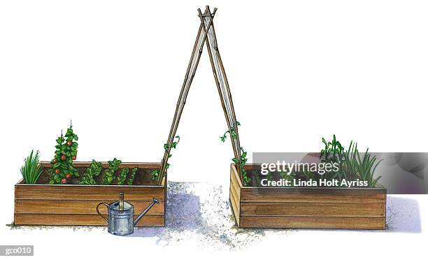 plants in raised beds - pour spout stock illustrations