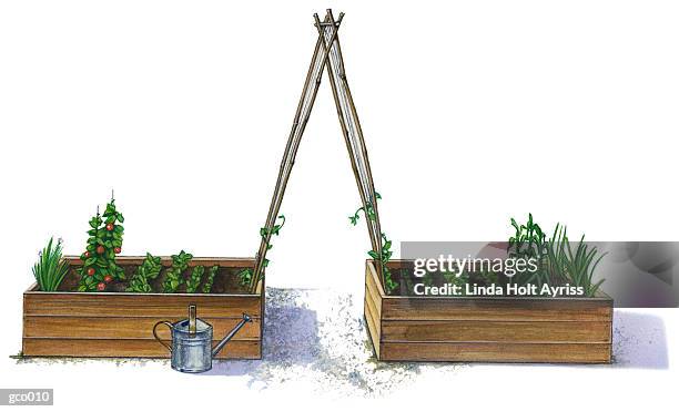 plants in raised beds - linda stock illustrations