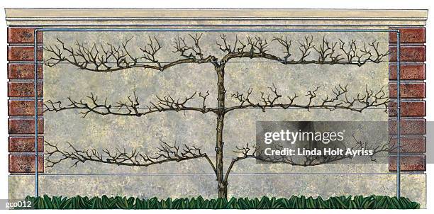 espaliered apple tree - linda stock illustrations