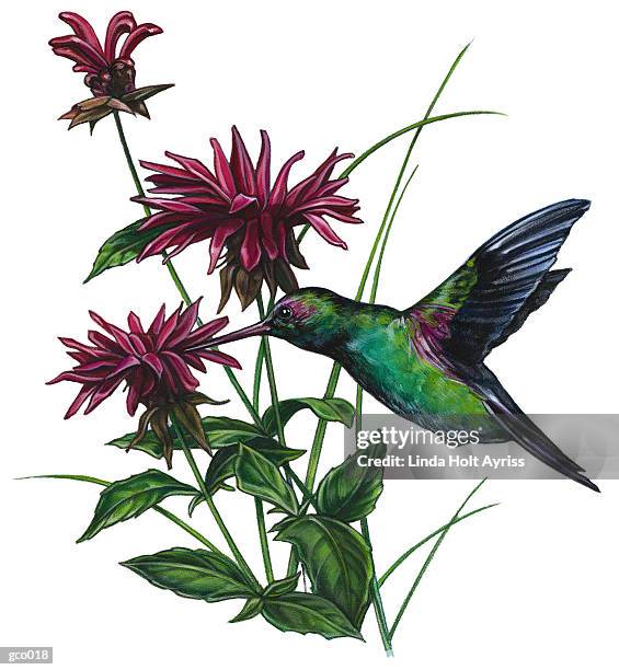 hummingbird & bee balm - linda stock illustrations