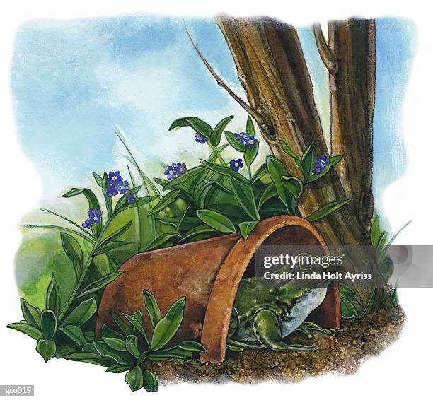 toad in flowerpot - linda stock illustrations