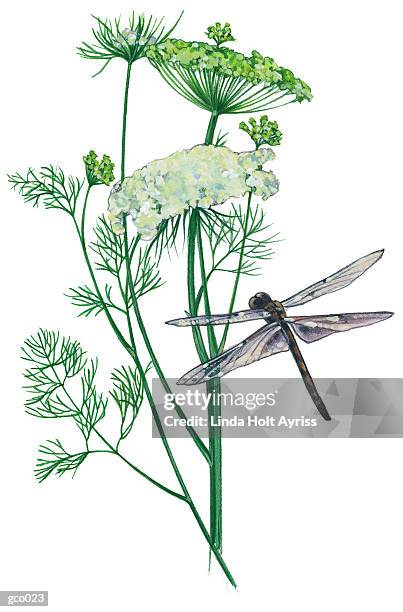 dragonfly on queen anne?s lace - linda stock illustrations