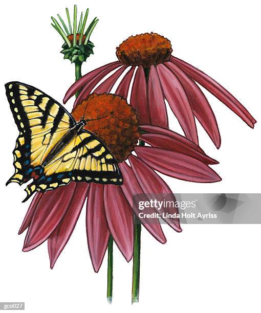 butterfly on echinacea - linda stock illustrations