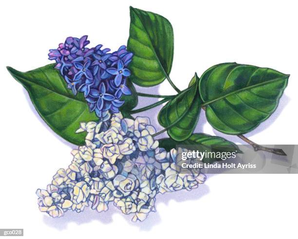 lilac blossom - linda stock illustrations