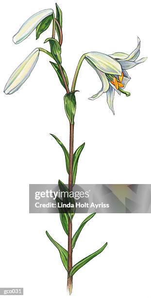 madonna lily - white lily illustration stock illustrations