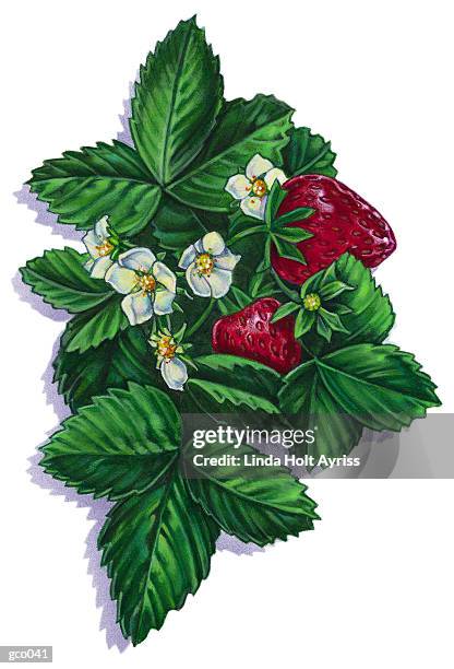 fresh strawberries - linda stock illustrations