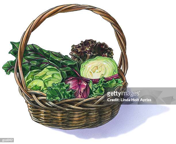 basket of lettuce - leaf lettuce stock-grafiken, -clipart, -cartoons und -symbole