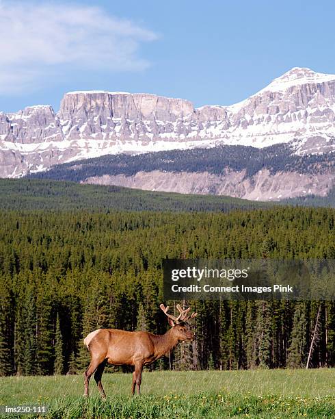 deer in meadow - gestalt stock pictures, royalty-free photos & images