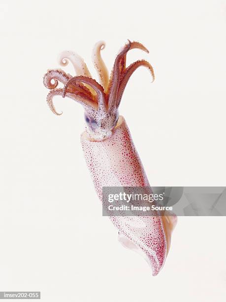 squid - squid stock pictures, royalty-free photos & images