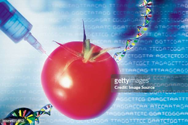 genetic modification - genetically modified food stock pictures, royalty-free photos & images