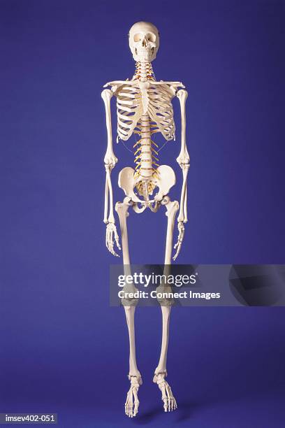 Skeleton High-Res Stock Photo