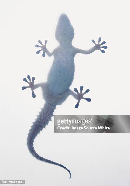 salamander - salamandra fotografías e imágenes de stock
